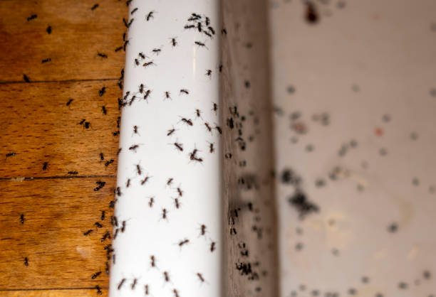 Best Mosquito Control Services  in Escobares, TX