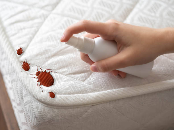 Best Wasp Removal Services  in Escobares, TX